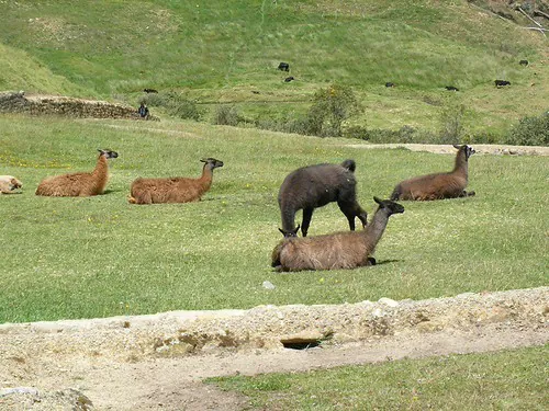 Ingapirca ruins, Ecuador